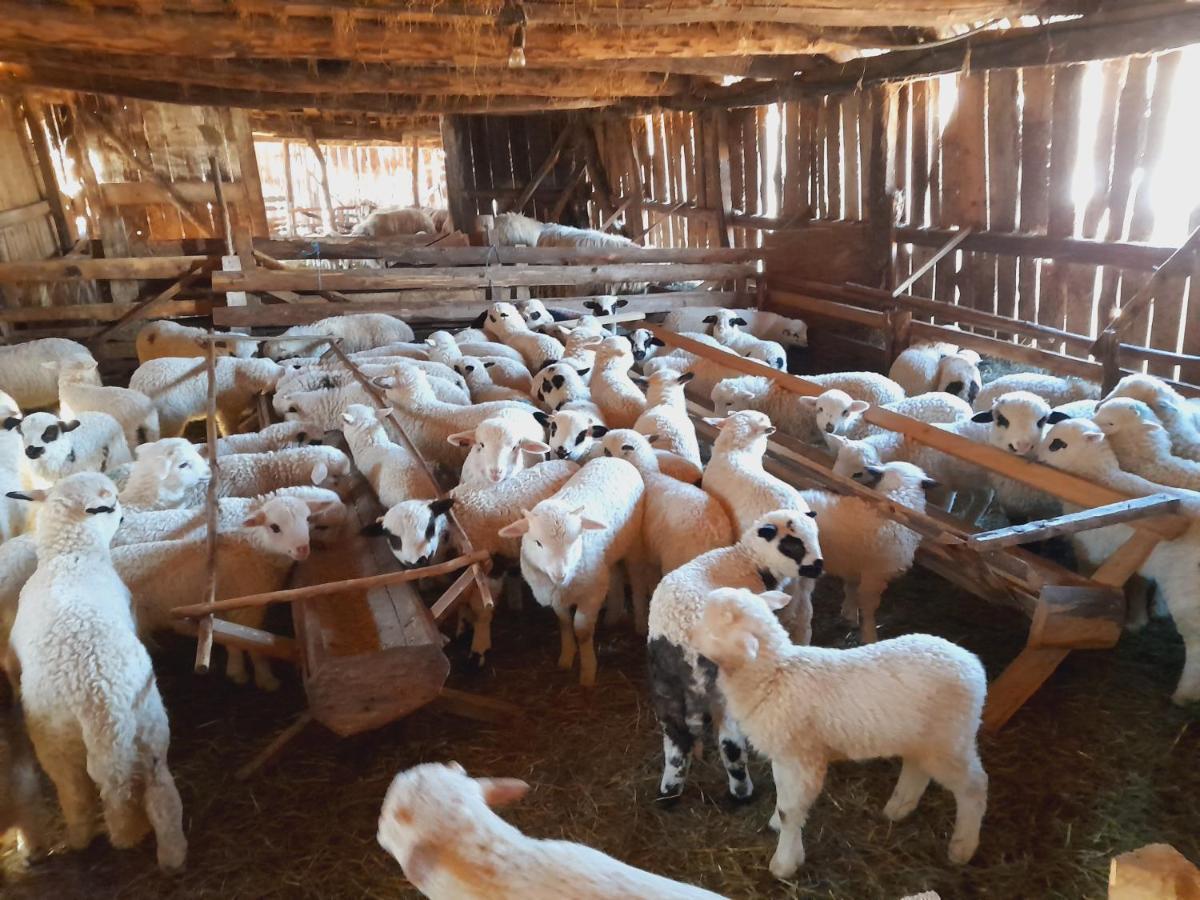 Berbesti Casa De La Ferma Mariucaヴィラ エクステリア 写真