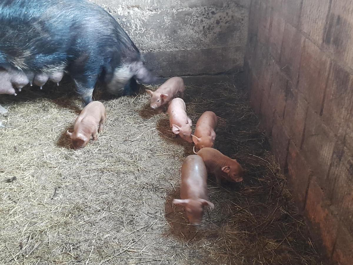 Berbesti Casa De La Ferma Mariucaヴィラ エクステリア 写真